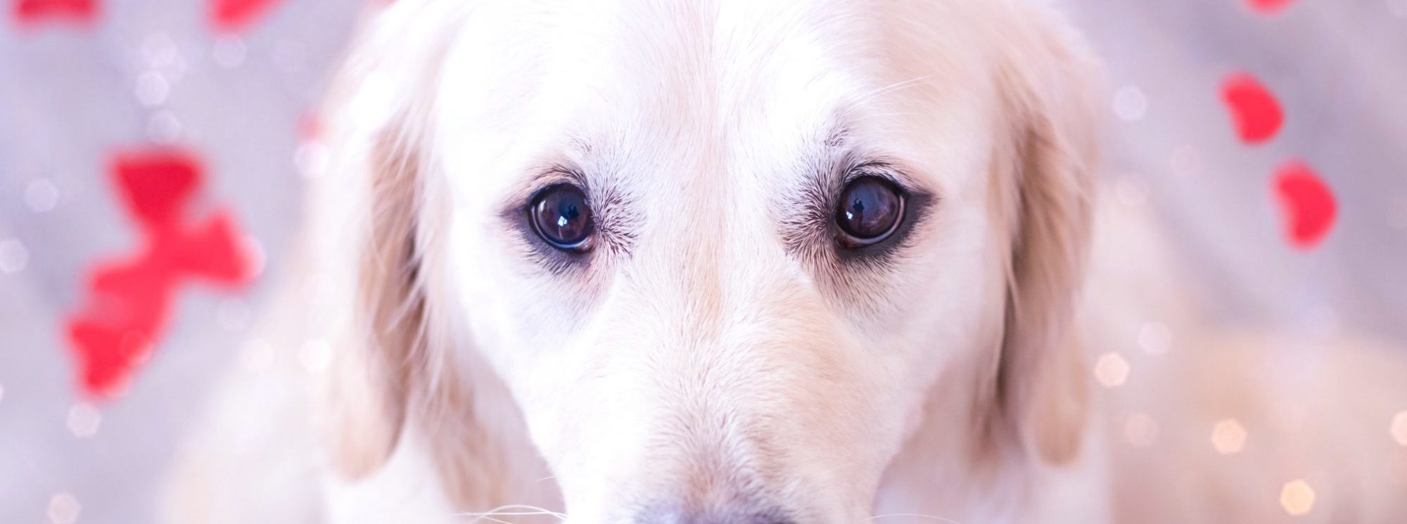 Les 5 fondamentaux pour l'hygiène de son chien