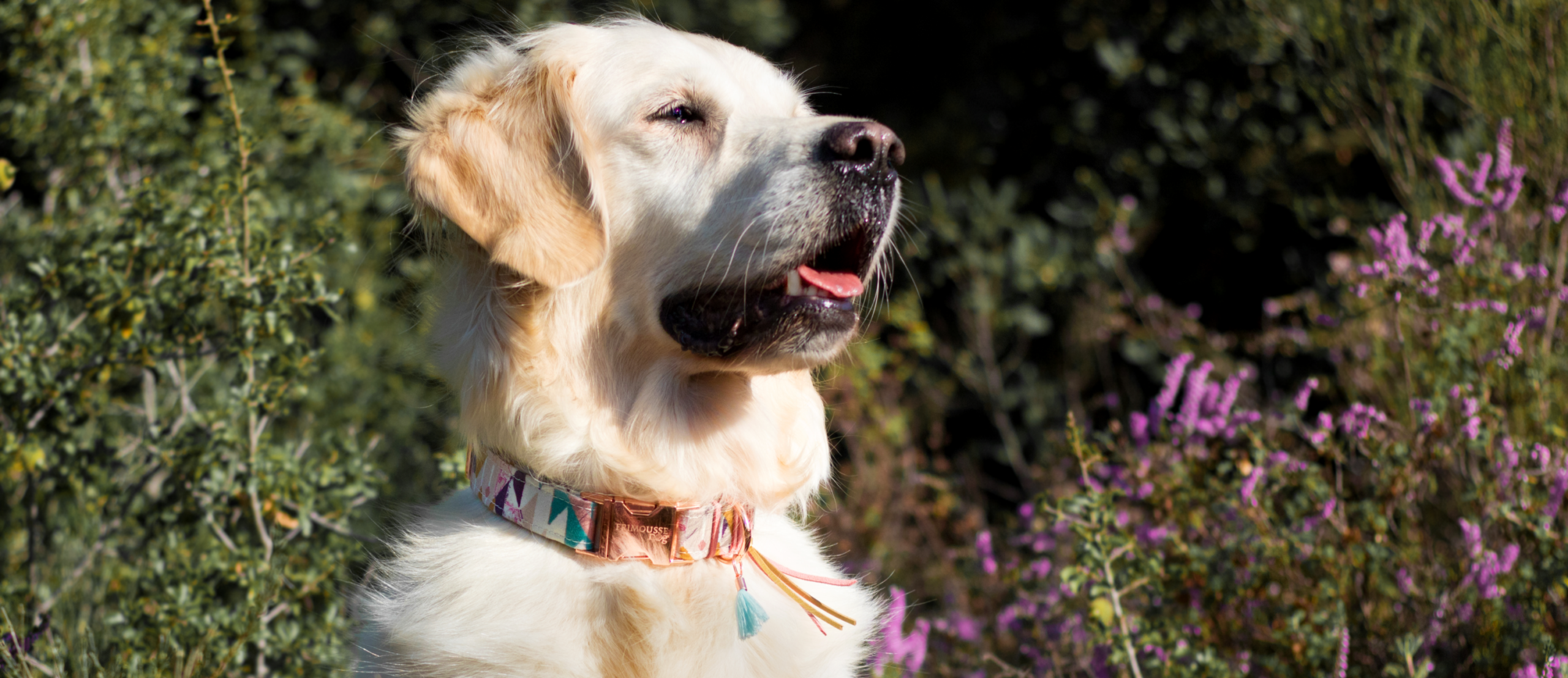 Allergie chez le chien