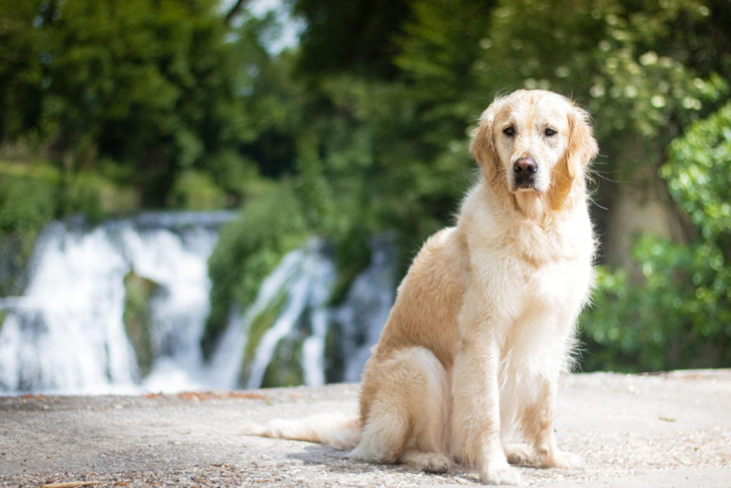 Collias avec son chien