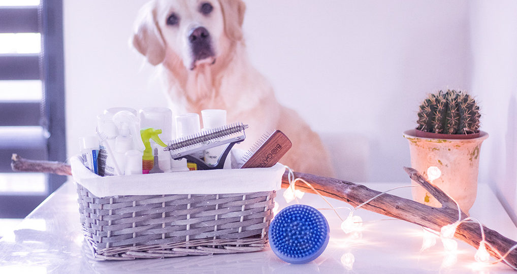 Toilettage de son chien