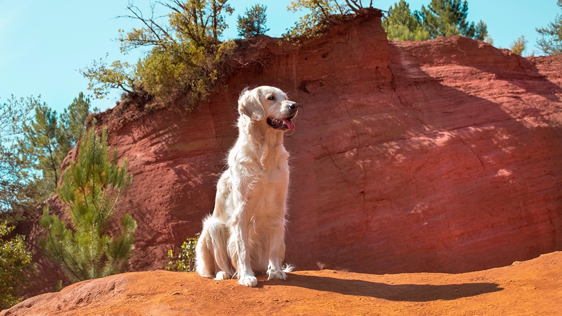 Colorado Provençal avec son chien