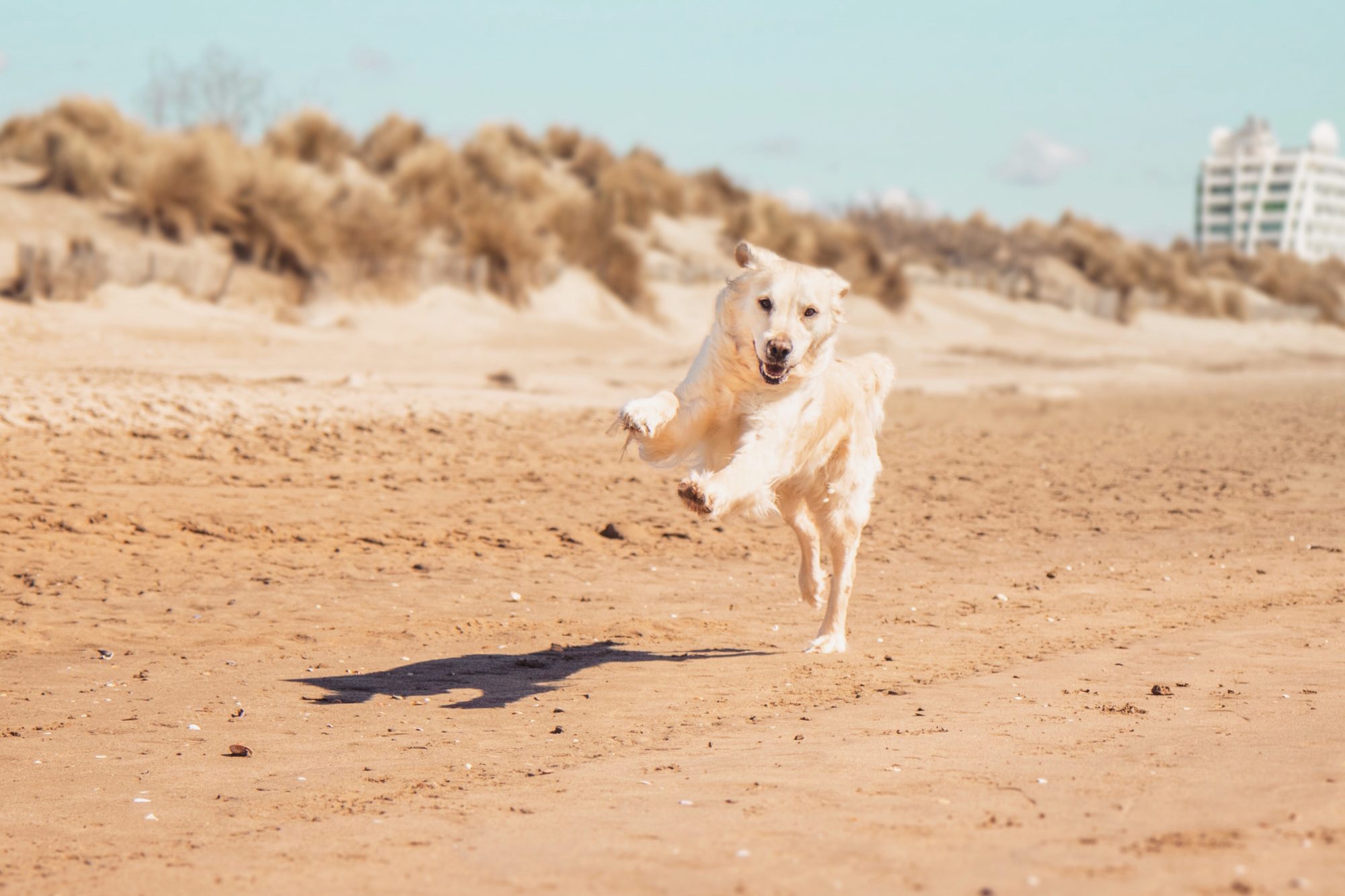 LA LEISHMANIOSE CANINE, C’EST QUOI ?