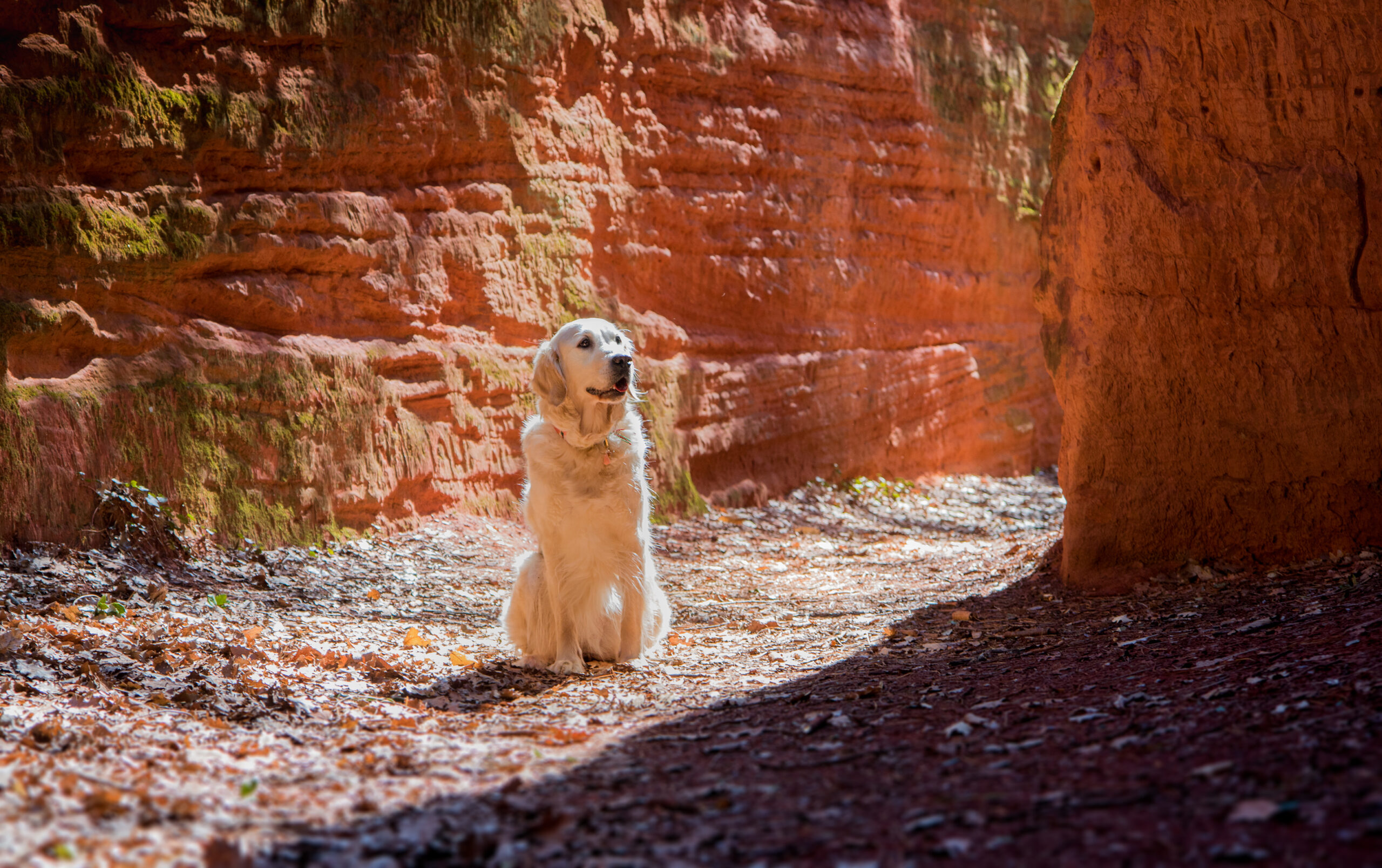 LES OCRES DE MORMOIRON AVEC SON CHIEN