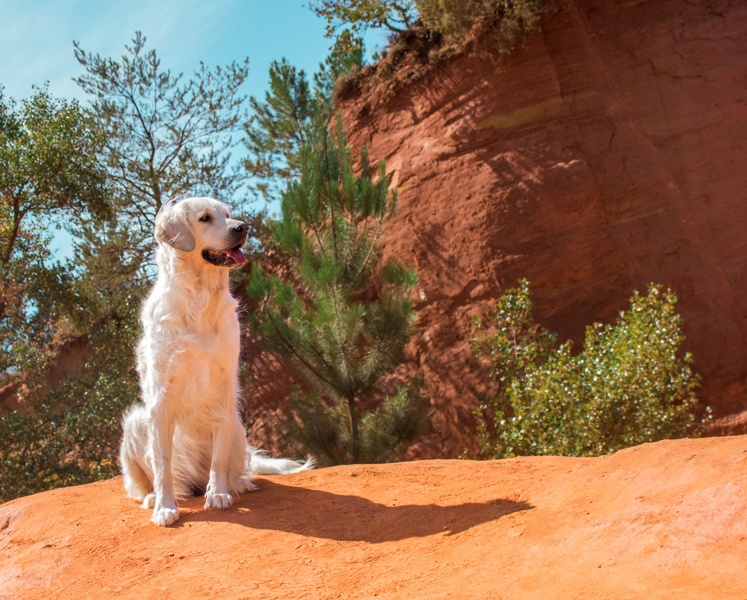 Colorado Provençal avec son chien