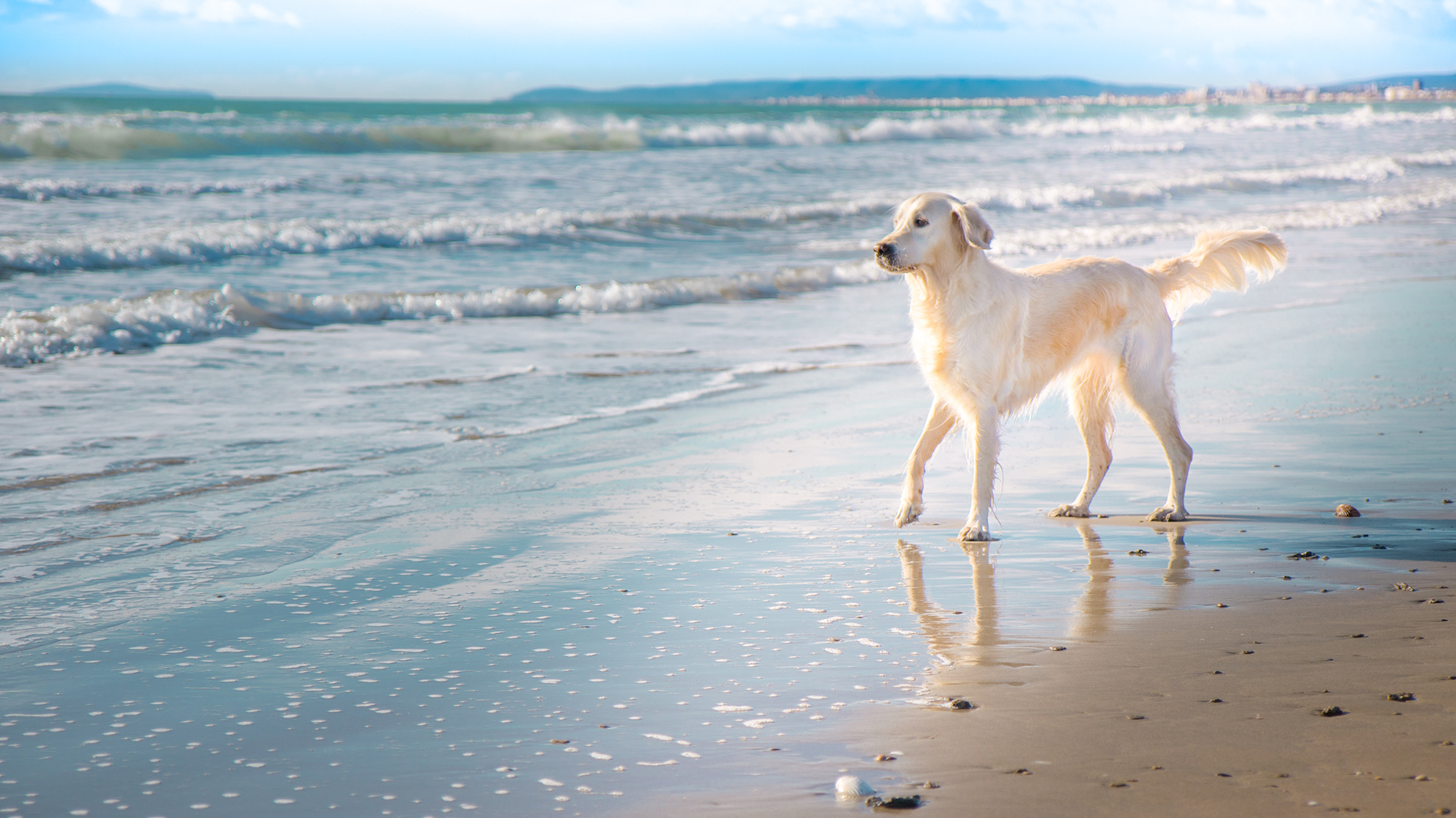 La Grande Motte avec son chien