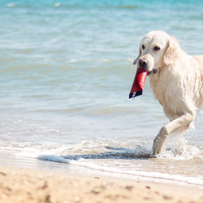 La Grande Motte plage chien