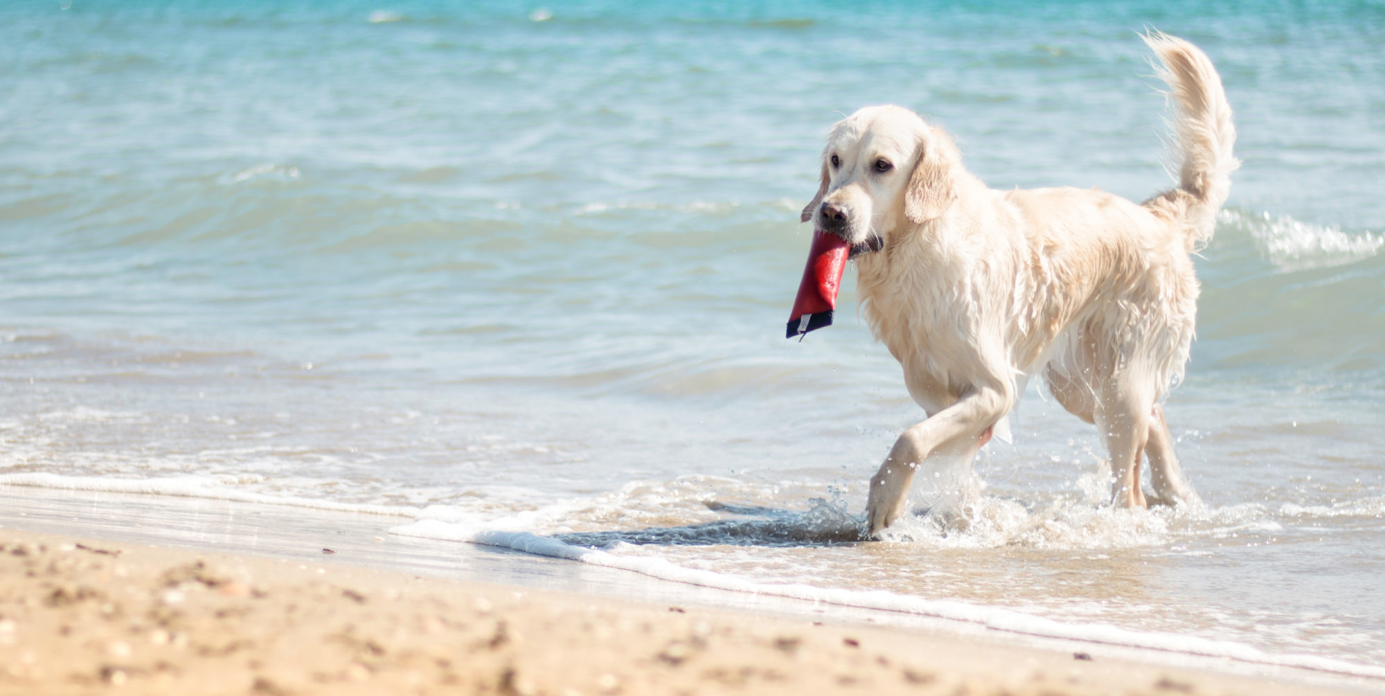 La Grande Motte plage chien