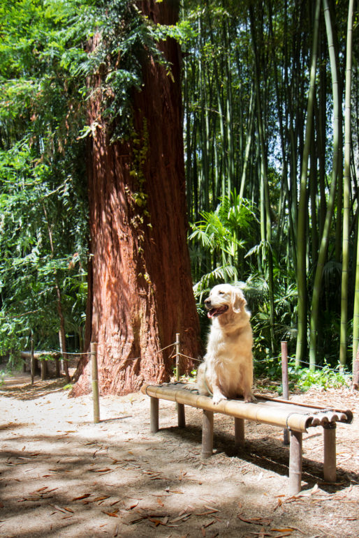 La bambouseraie en Cévennes avec son chien