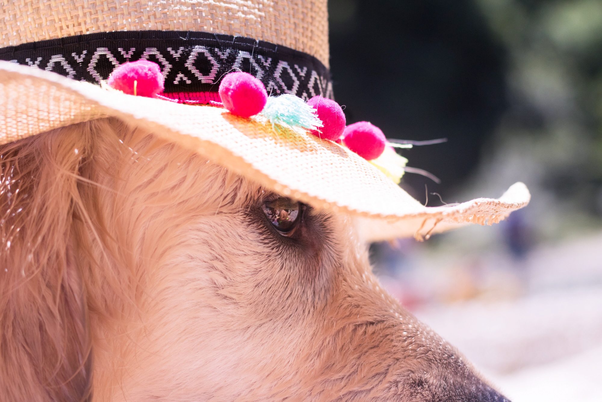 COMMENT PROTÉGER SON CHIEN DE LA CHALEUR