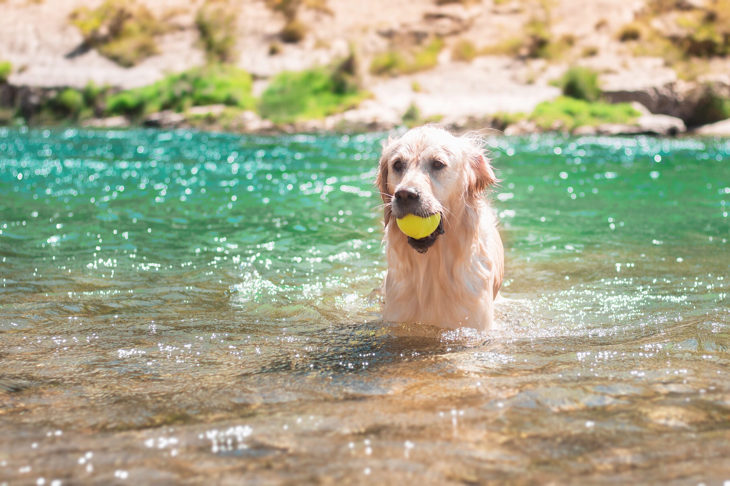 Jouet eau pour chien