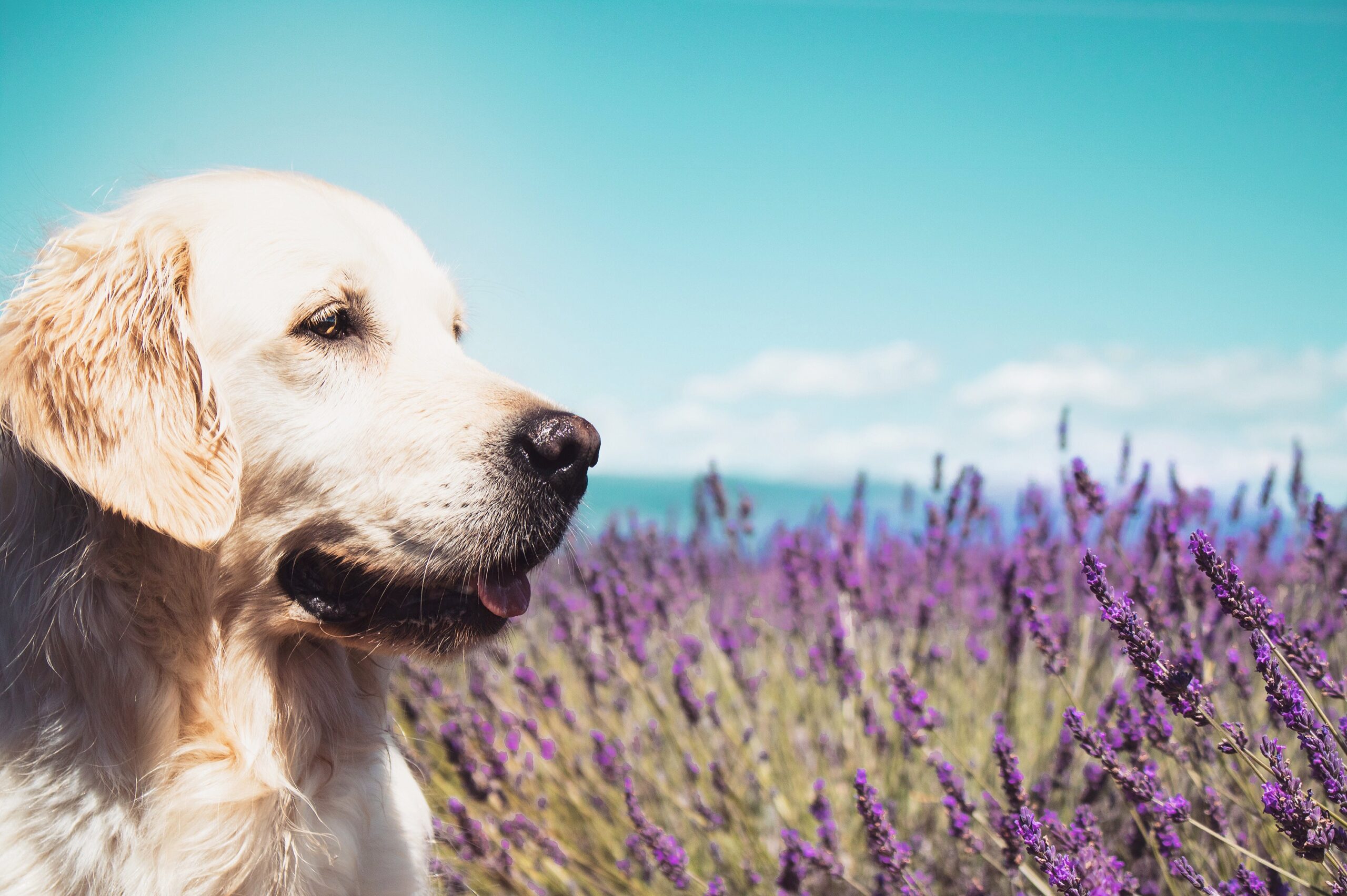 Plateau de Valensole avec son chien