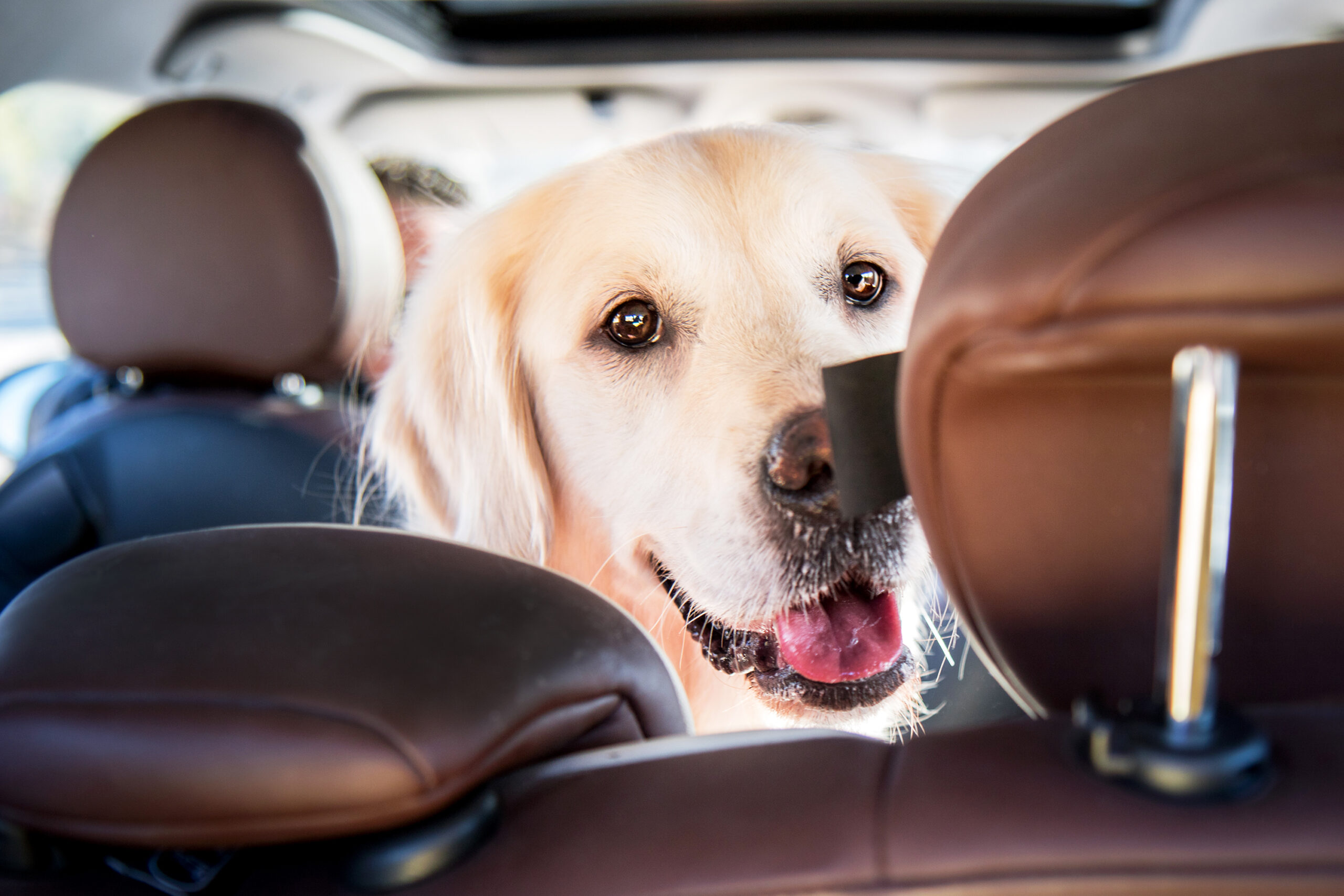 Comment voyager avec son chien