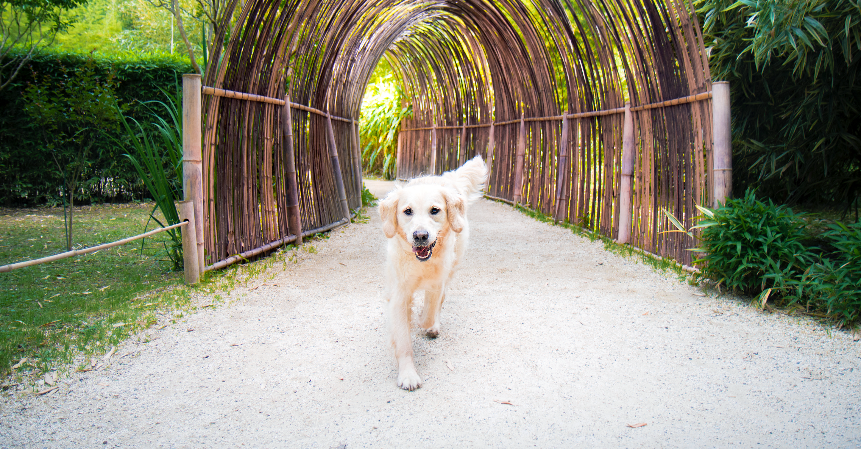 La bambouseraie en Cévennes avec son chien