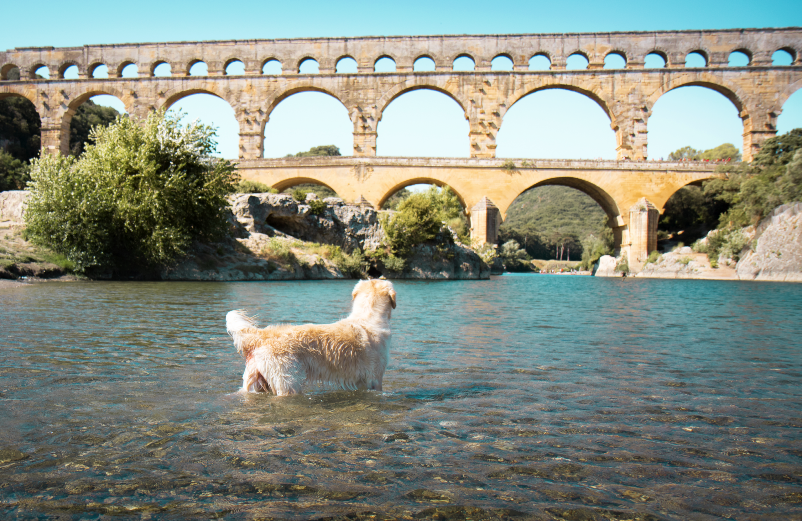 Pont du Gard avec son chien