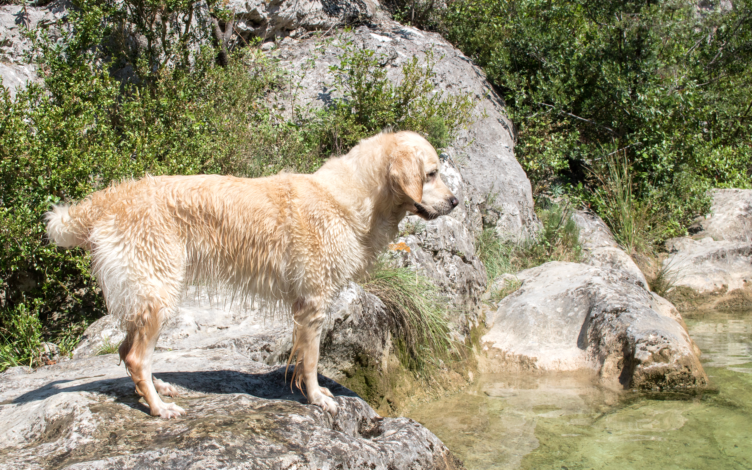 Les petites aiguières avec son chien