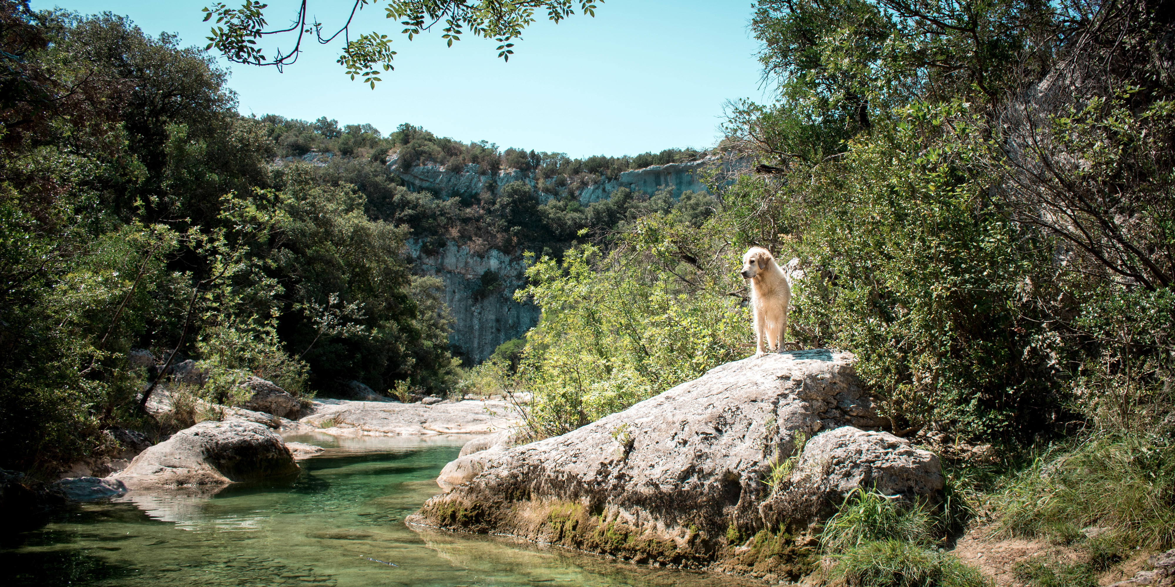 Les petites aiguières avec son chien