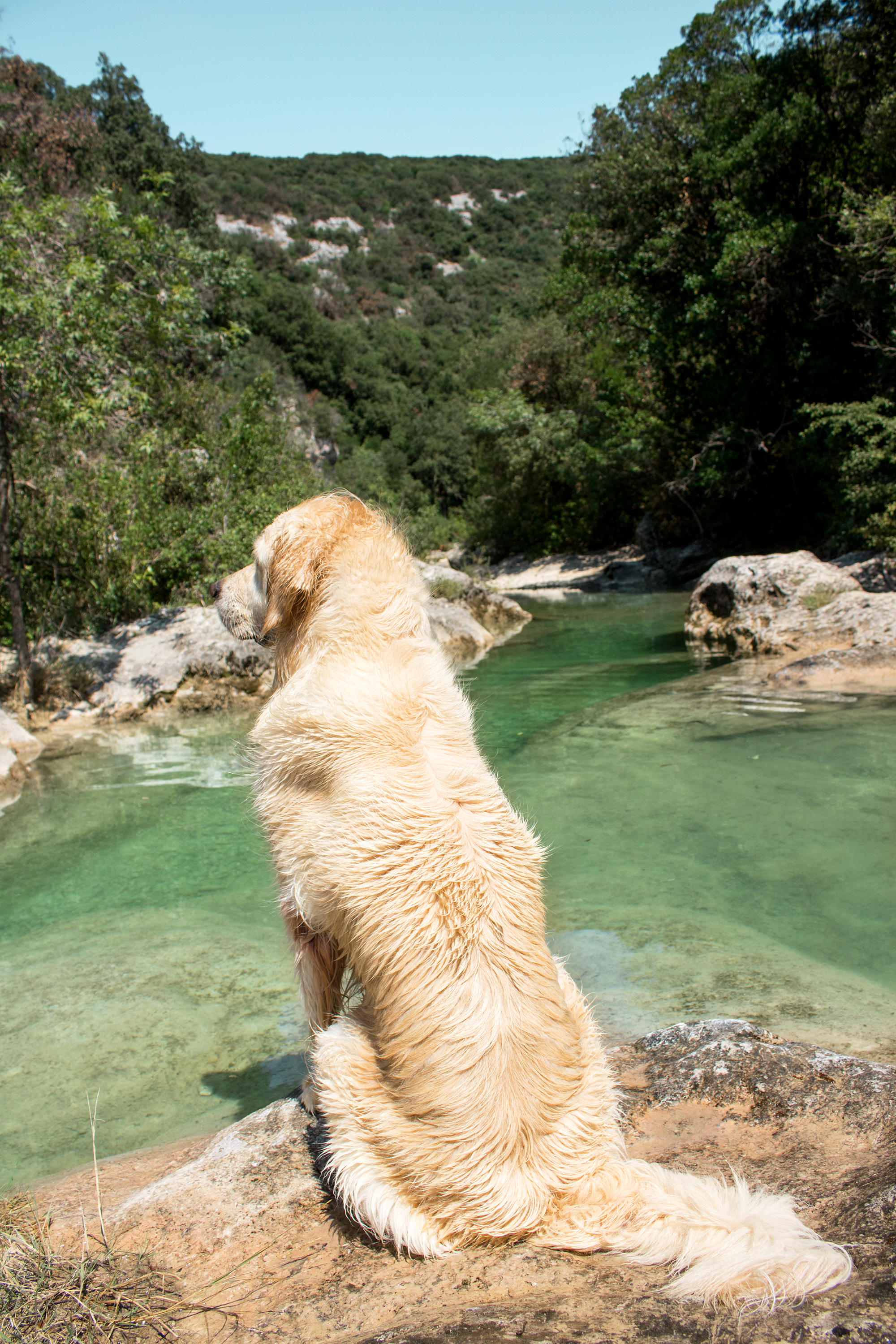 Les petites aiguières avec son chien