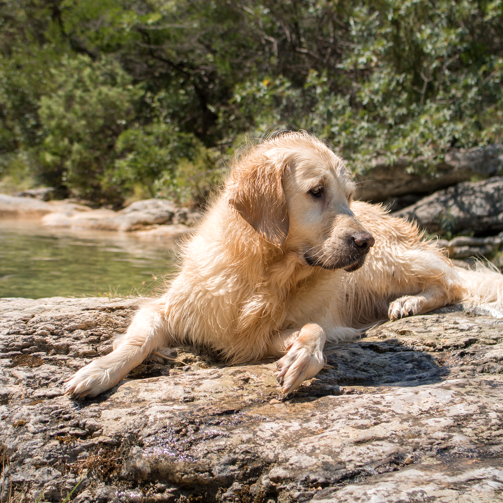 Les petites aiguières avec son chien