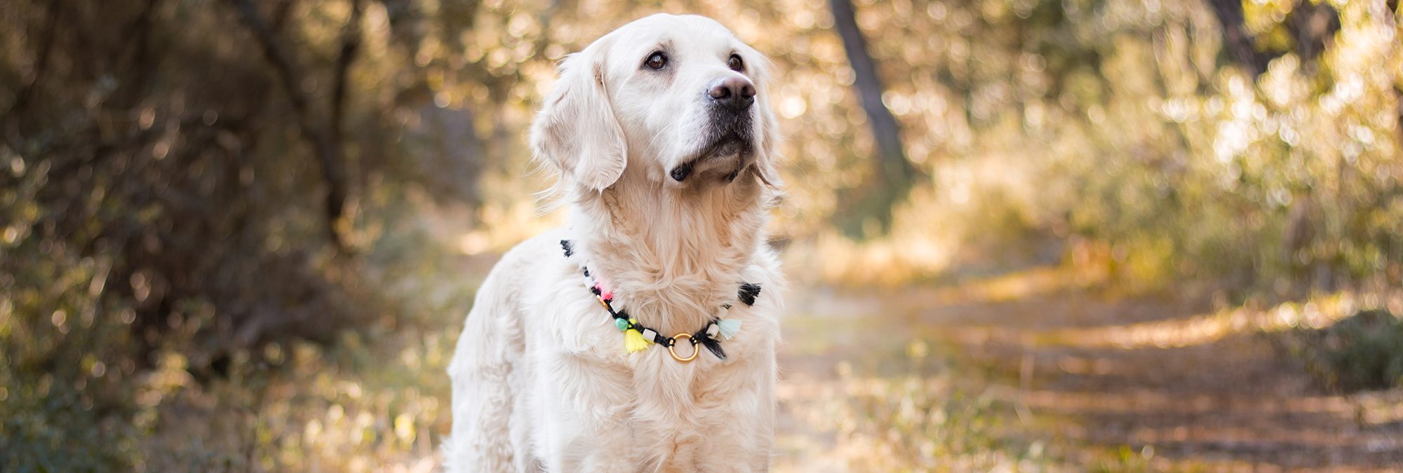 Diy collier pour chien en céramique