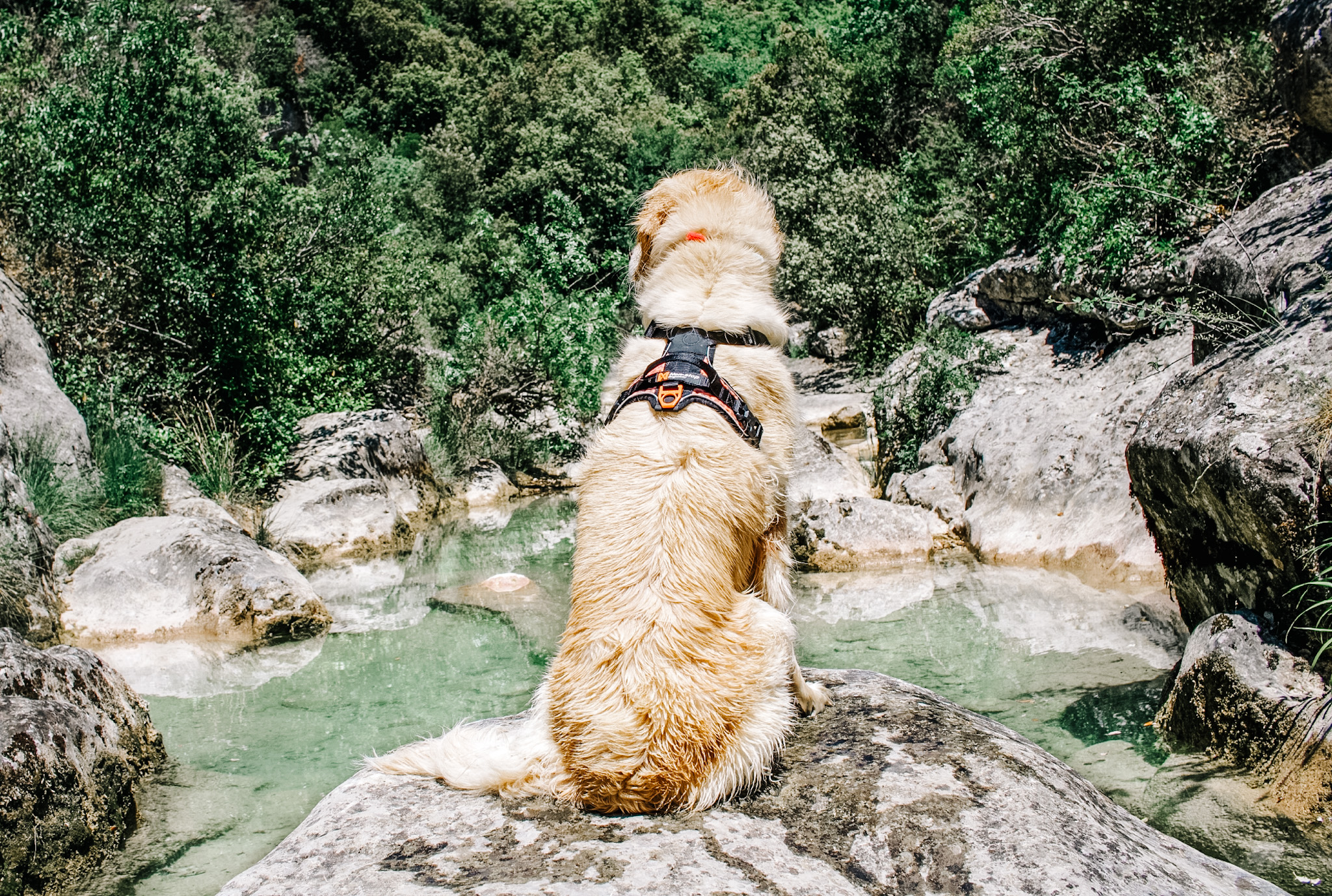 COMMENT BIEN CHOISIR LE HARNAIS CANI RANDO DE MON CHIEN ?