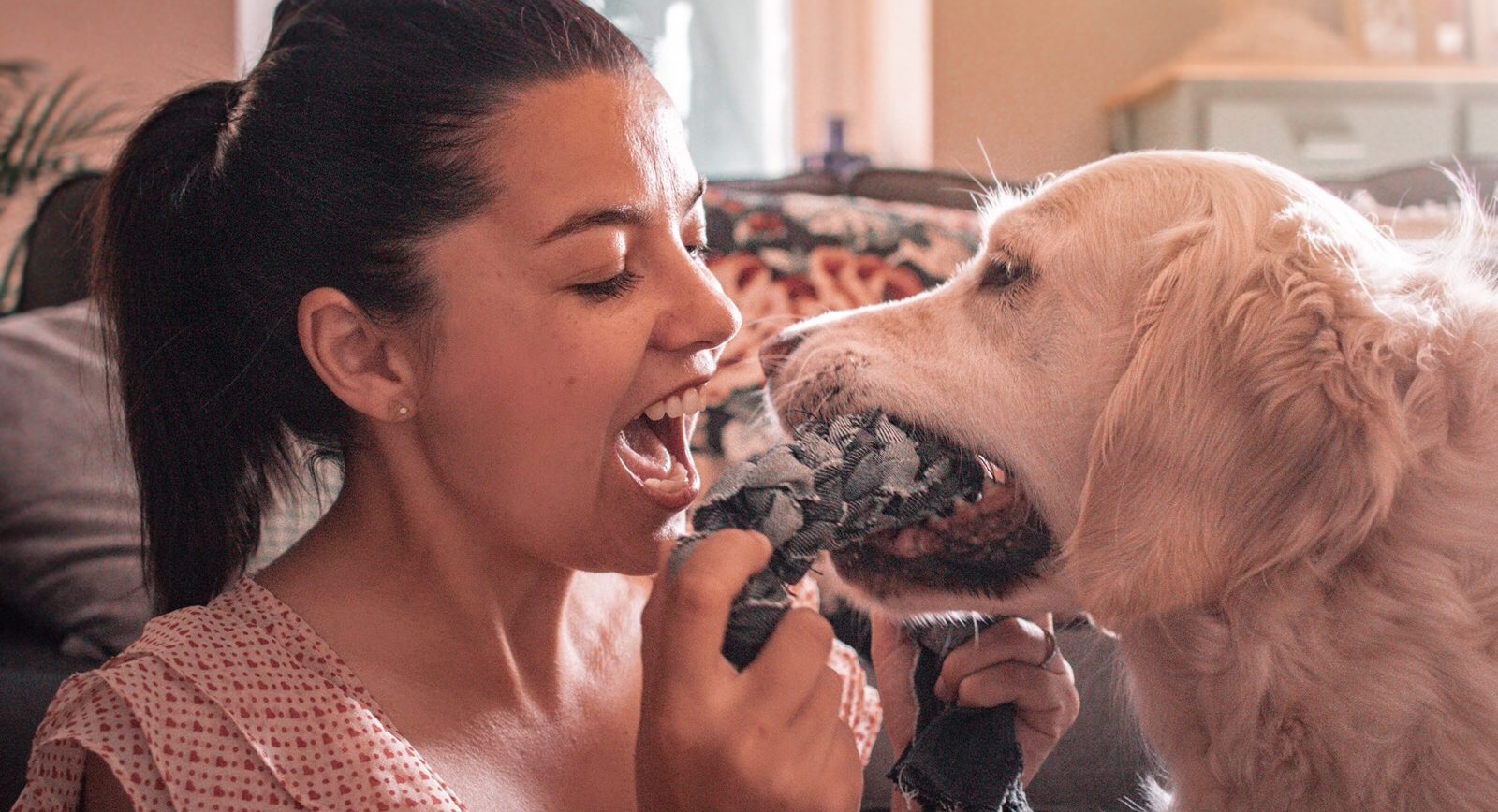 Diy Tug en jeans chien