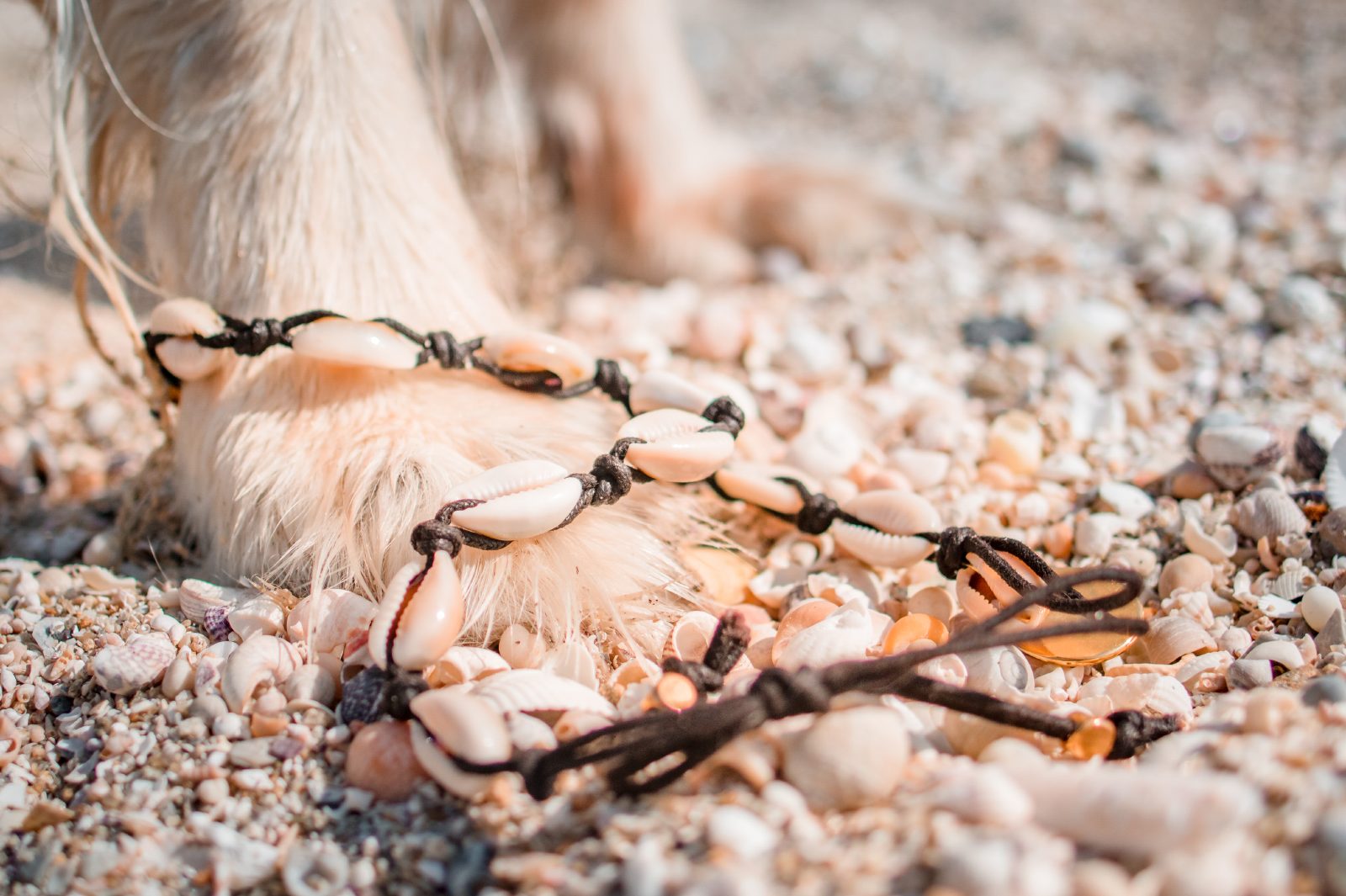 Diy Collier porte Médaille pour chien