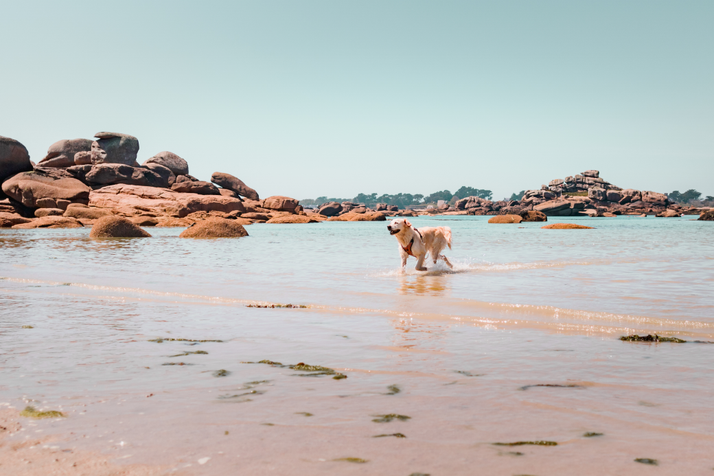 Cani-randonnée au phare de Ploumanac'h avec son chien