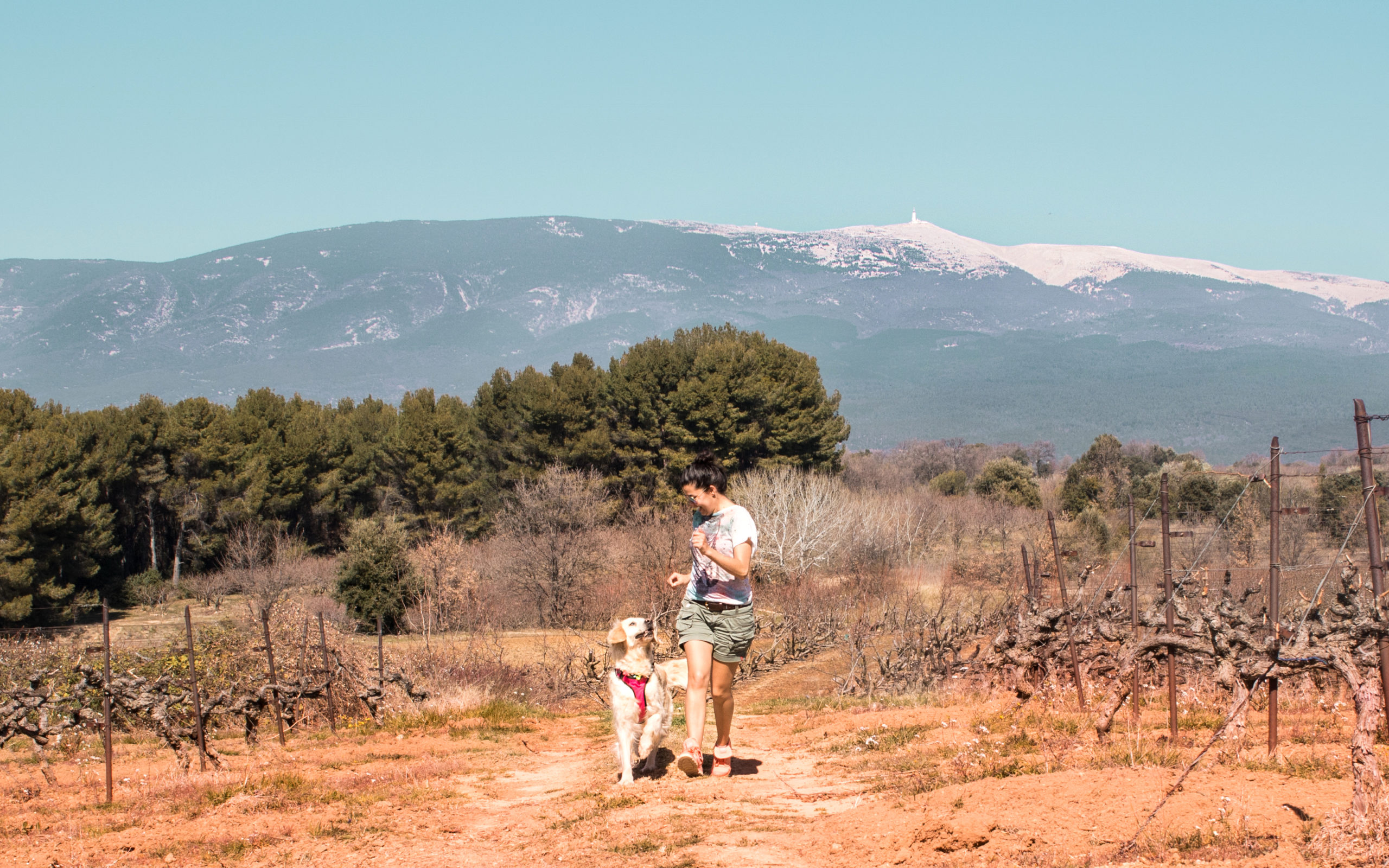 Comment pratiquer la cani-randonnée