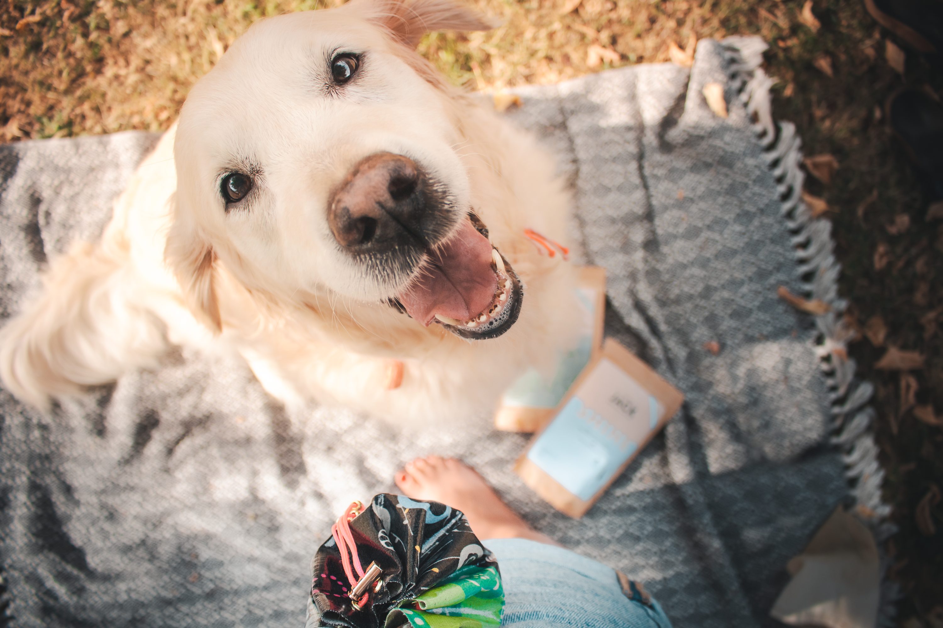 Diy Pochette à Friandises pour chien