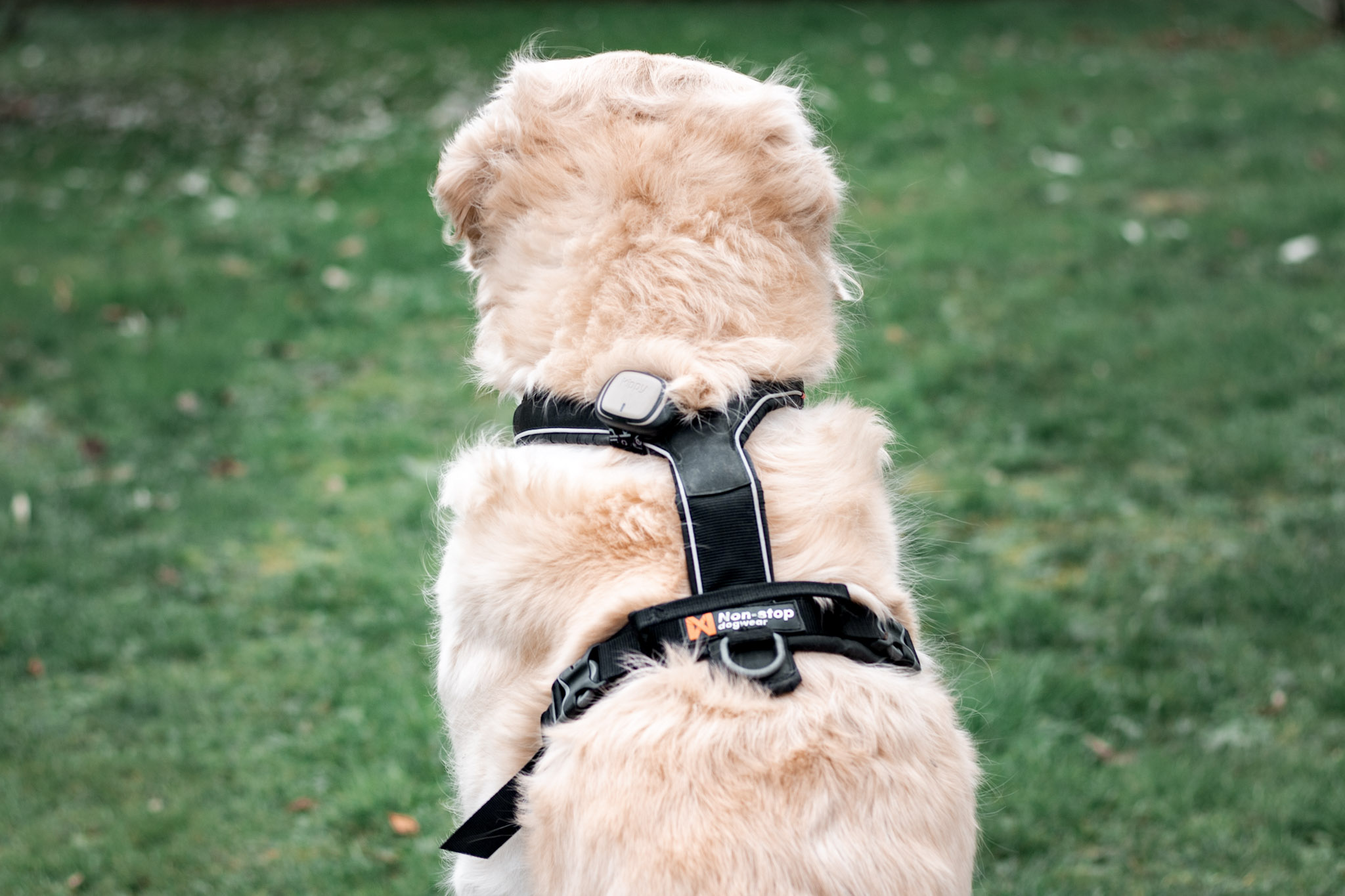 GPS pour chien Kippy